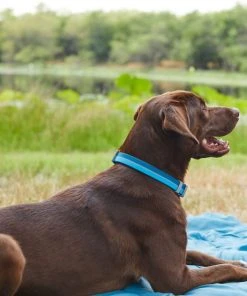 Frisco Outdoor Two Tone Waterproof Stinkproof PVC Harness, River Blue, Large, Neck: 19 to 27-in, Girth: 23 to 36-in + Dog Collar, River Blue, Large, Neck: 18 ½- 26-in, Width: 1-in -Frisco Sales 2024 319390 PT8. SY630 V1631157408