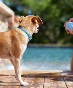 Frisco Outdoor Two Tone Waterproof Stinkproof PVC Harness, River Blue, Small, Neck: 14 to 19-in, Girth: 16 to 23-in + Dog Collar, River Blue, Small - Neck: 10½-14-in, Width: 5/8-in -Frisco Sales 2024 319394 PT8. SY630 V1631159195