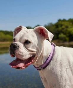 Frisco Outdoor Two Tone Waterproof Stinkproof PVC Harness, Shadow Purple,Extra Large, Neck: 22 to 33-in, Girth: 32 to 44-in + Dog Collar, Boysenberry Purple, Large, Neck: 18 ½- 26-in, Width: 1-in -Frisco Sales 2024 319406 PT8. SY630 V1631151689