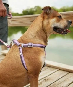 Frisco Outdoor Two Tone Waterproof Stinkproof PVC Harness, Shadow Purple,Extra Large, Neck: 22 to 33-in, Girth: 32 to 44-in + Dog Leash, Boysenberry Purple, Large - Length: 6-ft, Width: 1-in 16 Frisco Outdoor Two Tone Waterproof Stinkproof PVC Harness, Shadow Purple,Extra Large, Neck: 22 to 33-in, Girth: 32 to 44-in + Dog Leash, Boysenberry Purple, Large - Length: 6-ft, Width: 1-in -Frisco Sales 2024 319408 PT5. SY630 V1631147484