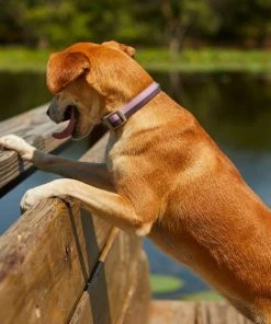 Frisco Outdoor Two Toned Waterproof Stink Proof PVC Collar, Boysenberry Purple, Small - Neck: 10½14-in, Width: 5/8-in + Dog Leash, Boysenberry Purple, Small - Length: 6-ft, Width: 5/8-in -Frisco Sales 2024 319416 PT4. SY630 V1631142398