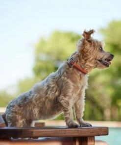 Frisco Outdoor Two Toned Waterproof Stink Proof PVC Collar, Flamepoint Orange, Extra Small, Neck: 8-12-in, Width: 5/8th -in + Dog Leash, Sunset Orange, Small - Length: 6-ft, Width: 5/8-in 14 Frisco Outdoor Two Toned Waterproof Stink Proof PVC Collar, Flamepoint Orange, Extra Small, Neck: 8-12-in, Width: 5/8th -in + Dog Leash, Sunset Orange, Small - Length: 6-ft, Width: 5/8-in -Frisco Sales 2024 319418 PT4. SY630 V1631140608