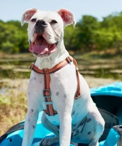 Frisco Outdoor Two Toned Waterproof Stink Proof PVC Leash, Sunset Orange, Large - Length: 6-ft, Width: 1-in + Dog Harness, Flamepoint Orange, Large, Neck: 19 to 27-in, Girth: 23 to 36-in -Frisco Sales 2024 319446 PT8. SY630 V1631144472