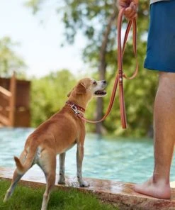 Frisco Outdoor Two Toned Waterproof Stink Proof PVC Leash, Sunset Orange, Medium - Length: 6-ft, Width: 3/4-in + Dog Harness, Flamepoint Orange, Medium, Neck: 16 to 22-in, Girth: 19 to 29-in 14 Frisco Outdoor Two Toned Waterproof Stink Proof PVC Leash, Sunset Orange, Medium - Length: 6-ft, Width: 3/4-in + Dog Harness, Flamepoint Orange, Medium, Neck: 16 to 22-in, Girth: 19 to 29-in -Frisco Sales 2024 319448 PT3. SY630 V1631149877