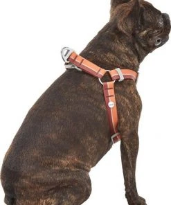 Frisco Outdoor Two Toned Waterproof Stink Proof PVC Leash, Sunset Orange, Medium - Length: 6-ft, Width: 3/4-in + Dog Harness, Flamepoint Orange, Medium, Neck: 16 to 22-in, Girth: 19 to 29-in 17 Frisco Outdoor Two Toned Waterproof Stink Proof PVC Leash, Sunset Orange, Medium - Length: 6-ft, Width: 3/4-in + Dog Harness, Flamepoint Orange, Medium, Neck: 16 to 22-in, Girth: 19 to 29-in -Frisco Sales 2024 319448 PT6. SY630 V1631152279