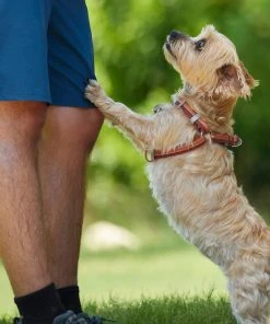 Frisco Outdoor Two Toned Waterproof Stink Proof PVC Leash, Sunset Orange, Medium - Length: 6-ft, Width: 3/4-in + Dog Harness, Flamepoint Orange, Medium, Neck: 16 to 22-in, Girth: 19 to 29-in 19 Frisco Outdoor Two Toned Waterproof Stink Proof PVC Leash, Sunset Orange, Medium - Length: 6-ft, Width: 3/4-in + Dog Harness, Flamepoint Orange, Medium, Neck: 16 to 22-in, Girth: 19 to 29-in -Frisco Sales 2024 319448 PT8. SY630 V1631145975