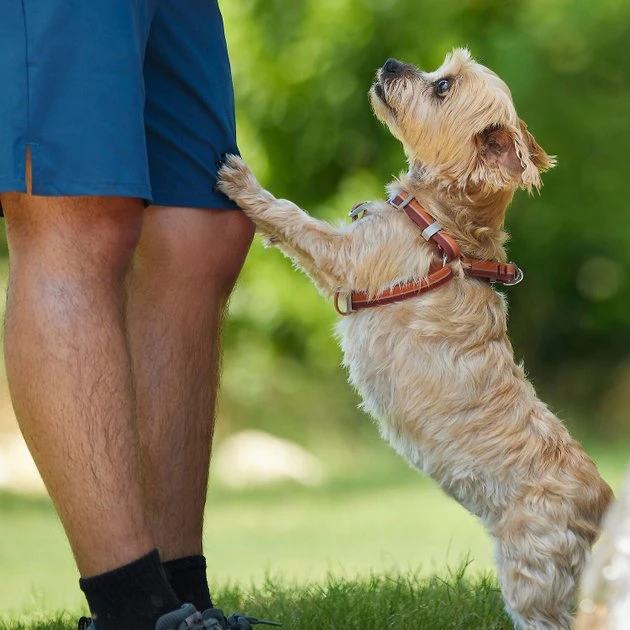 Frisco Outdoor Two Toned Waterproof Stink Proof PVC Leash, Sunset Orange, Medium - Length: 6-ft, Width: 3/4-in + Dog Harness, Flamepoint Orange, Medium, Neck: 16 to 22-in, Girth: 19 to 29-in 11 Frisco Outdoor Two Toned Waterproof Stink Proof PVC Leash, Sunset Orange, Medium - Length: 6-ft, Width: 3/4-in + Dog Harness, Flamepoint Orange, Medium, Neck: 16 to 22-in, Girth: 19 to 29-in - Image 9