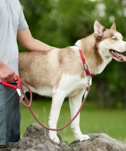 Frisco Outdoor Woven Jacquard Nylon Dog Collar, Flamepoint Orange, Large, Neck: 18 -26-in, Width: 1-in + Ultra Reflective Rope Leash With Padded Handle, Sunset Orange, 6 - ft -Frisco Sales 2024 319462 PT8. SY630 V1631151079