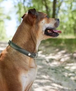 Frisco Outdoor Woven Jacquard Nylon Dog Collar, Forest Green, Medium - Neck: 14-20-in, Width: 3/4-in + Ultra Reflective Rope Leash With Padded Handle, Stone Gray, 6 - ft -Frisco Sales 2024 319472 PT4. SY630 V1631160082