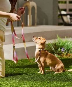 Frisco Pink Ombre Style Dog Leash -Frisco Sales 2024 324523 PT4. SY630 V1642519102