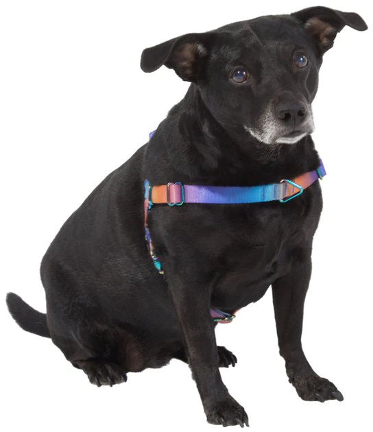 Frisco Purple Ombre Style Dog Harness 5 Frisco Purple Ombre Style Dog Harness - Image 3