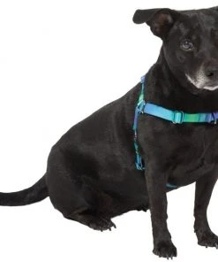 Frisco Green Ombre Style Dog Harness 9 Frisco Green Ombre Style Dog Harness -Frisco Sales 2024 324531 PT2. SY630 V1642519055