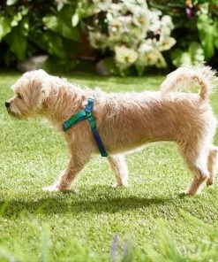 Frisco Green Ombre Style Dog Harness 11 Frisco Green Ombre Style Dog Harness -Frisco Sales 2024 324531 PT4. SY630 V1642519509