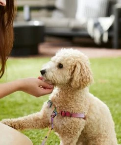 Frisco Pink Ombre Style Dog Harness -Frisco Sales 2024 324536 PT4. SY630 V1642519596