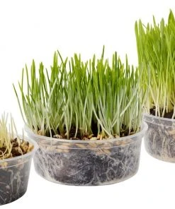 Frisco Natural Cat Grass Growing Kit 10 Frisco Natural Cat Grass Growing Kit -Frisco Sales 2024 325885 PT4. SY630 V1640626938