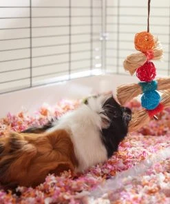 Frisco Small Pet Hanging Ball & Grass Chew Toy 7 Frisco Small Pet Hanging Ball & Grass Chew Toy -Frisco Sales 2024 330879 PT3. SY630 V1647530212