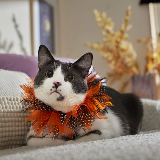 Frisco Cat Collar Ruffle Costume Accessory, One Size 6 Frisco Cat Collar Ruffle Costume Accessory, One Size - Image 4