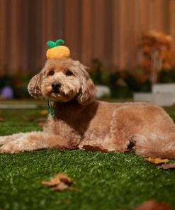 Frisco Pumpkin Headband Dog & Cat Costume Accessory 10 Frisco Pumpkin Headband Dog & Cat Costume Accessory -Frisco Sales 2024 335090 PT6. SY630 V1657731261