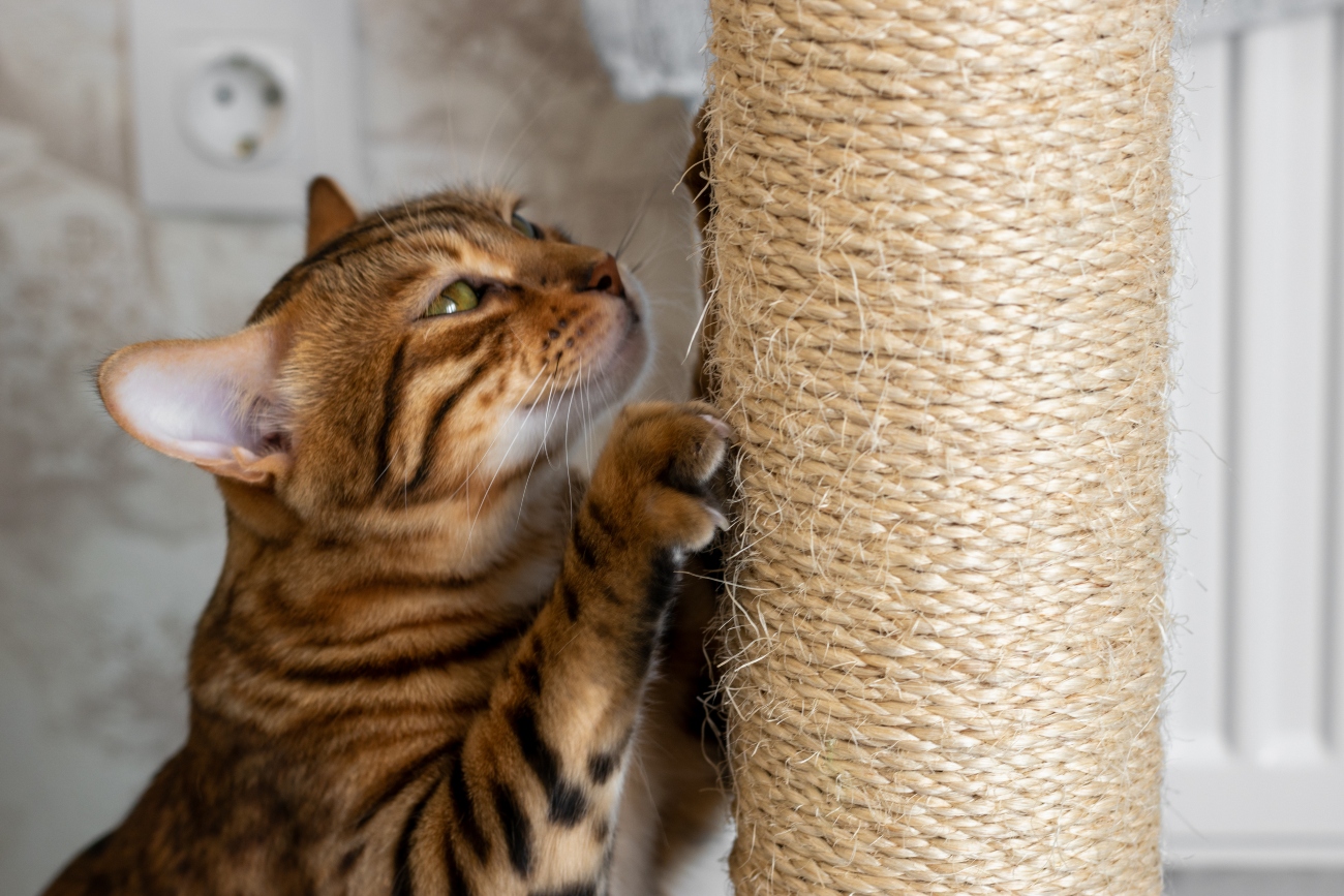 The Frisco Store -Frisco Sales 2024 cat scratching a scratching post